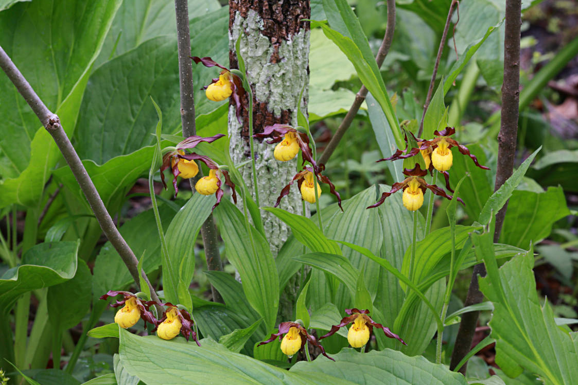 Northern Small Yellow Lady's Slipper