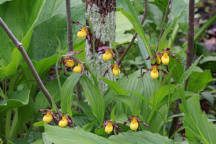 Northern Small Yellow Lady's Slipper