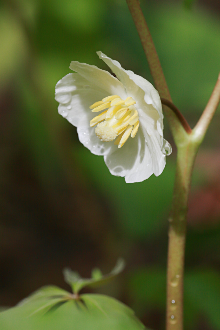 Mayapple