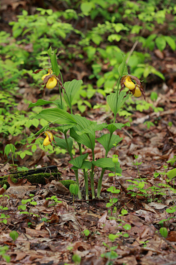 Large Yellow Lady's Slipper