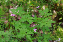 Herb Robert