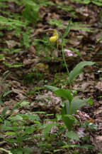 Large Yellow Lady's Slipper
