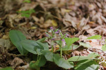 Showy Orchid