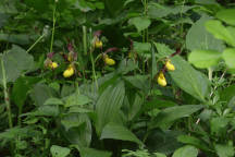 Northern Small Yellow Lady's Slipper