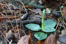 Checkered Rattlesnake Plantain