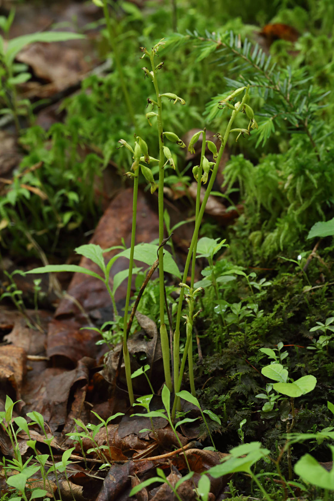 Early Coralroot