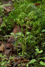 Early Coralroot
