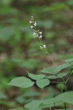 Cluster-Leaved Tick Trefoil
