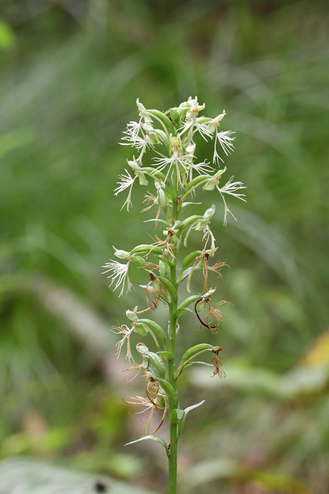 Green Fringed Orchid