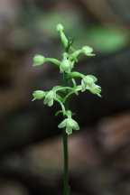 Little Club-Spur Orchid