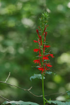 Cardinal Flower