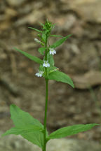 Indian Tobacco
