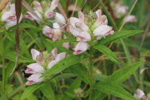 White Turtlehead