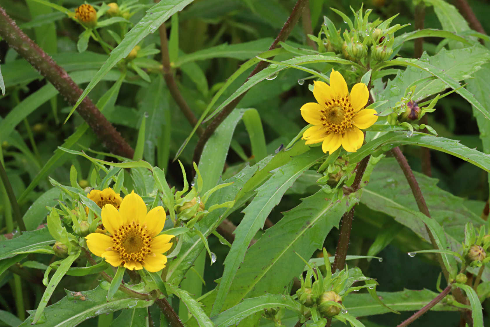 Nodding Bur-Marigold