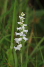 Nodding Ladies' Tresses