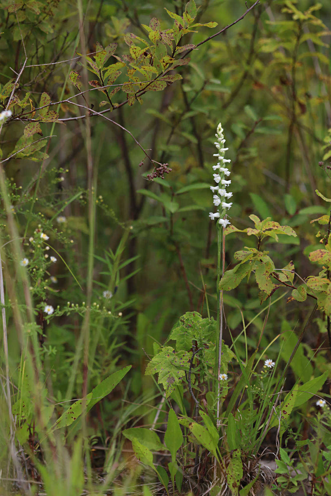 Nodding Ladies' Tresses