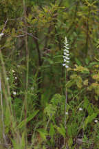 Nodding Ladies' Tresses