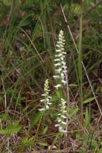 Appalachian Ladies' Tresses