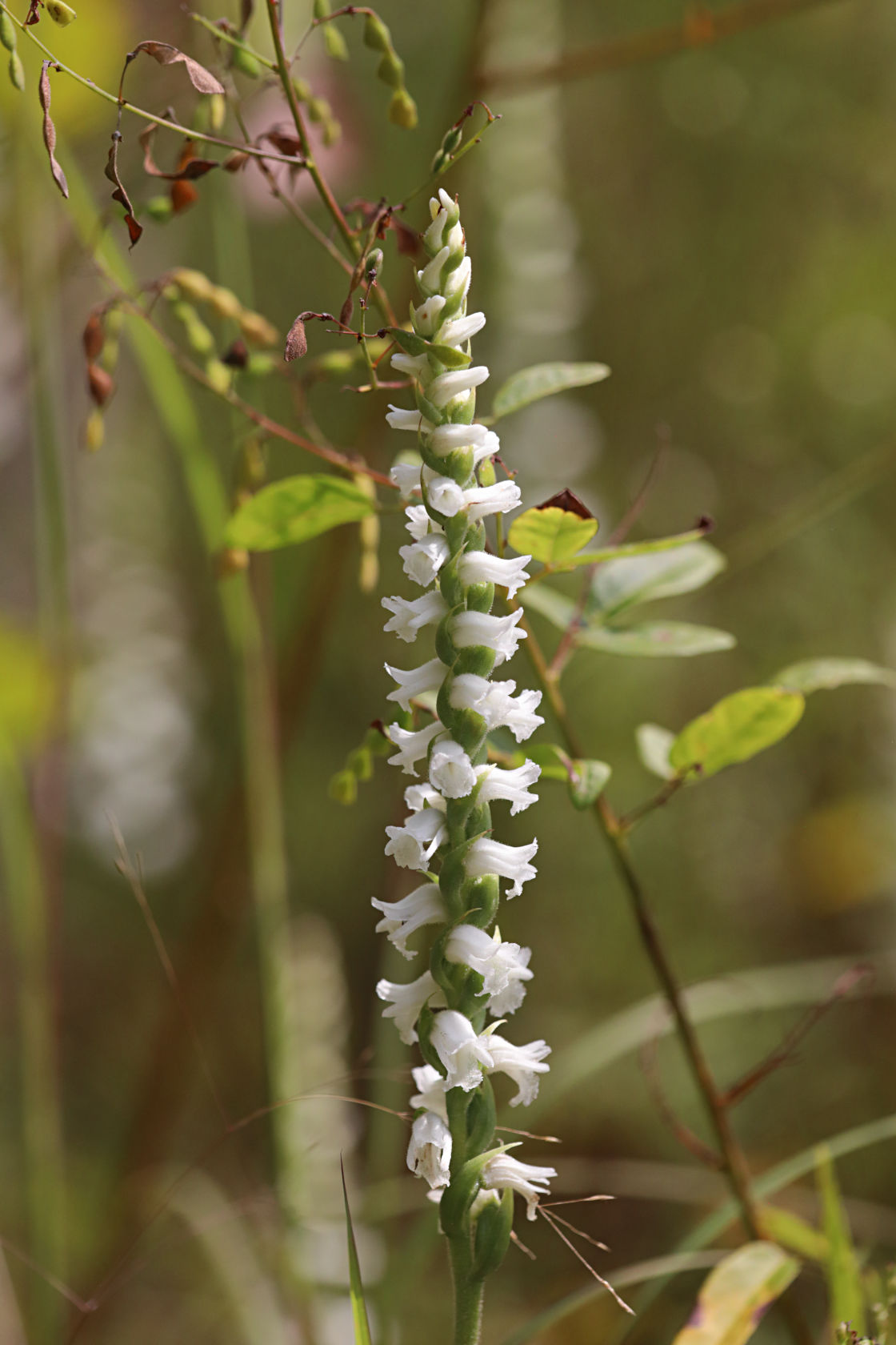 Appalachian Ladies' Tresses