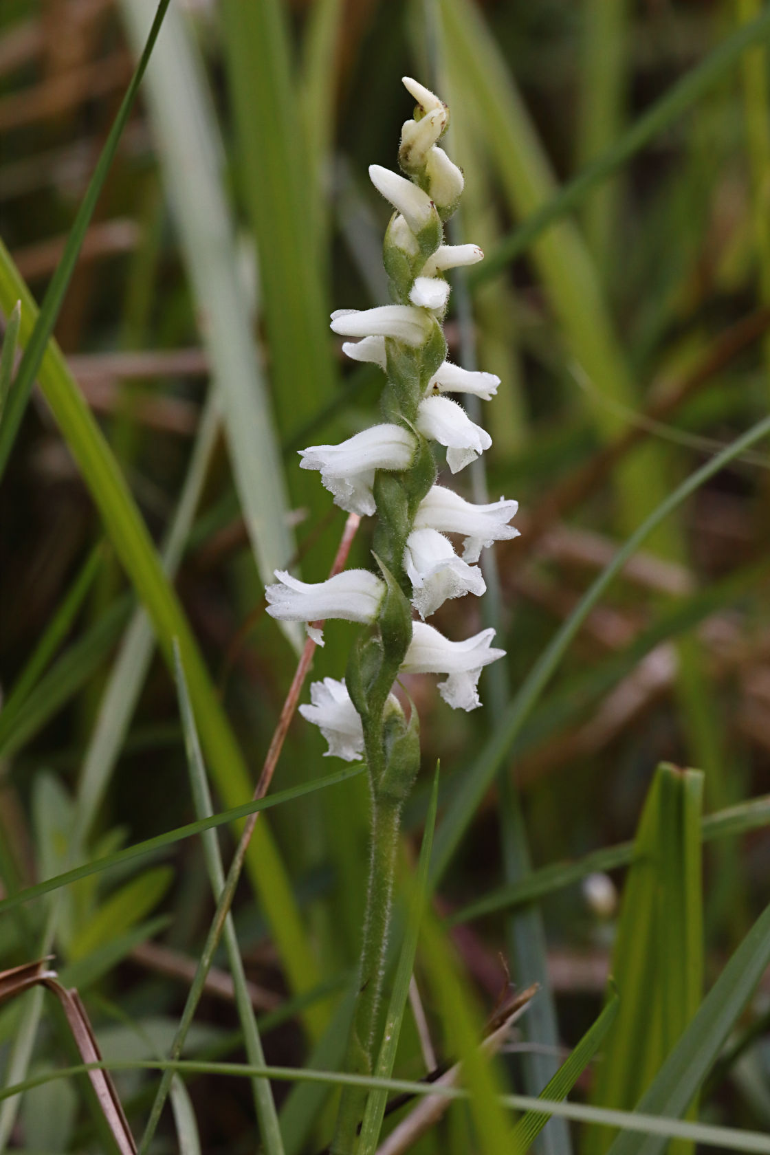 Appalachian Ladies' Tresses