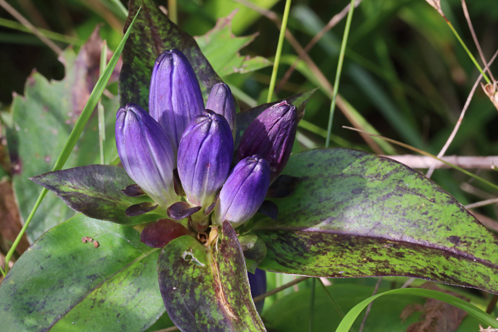 Meadow Closed Gentian