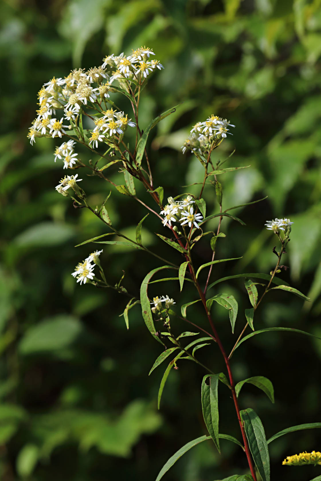 Tall Flat-Topped White Aster