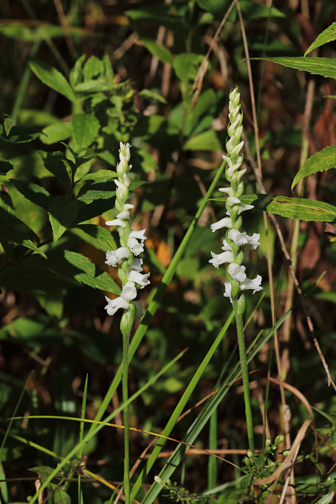 Appalachian Ladies' Tresses