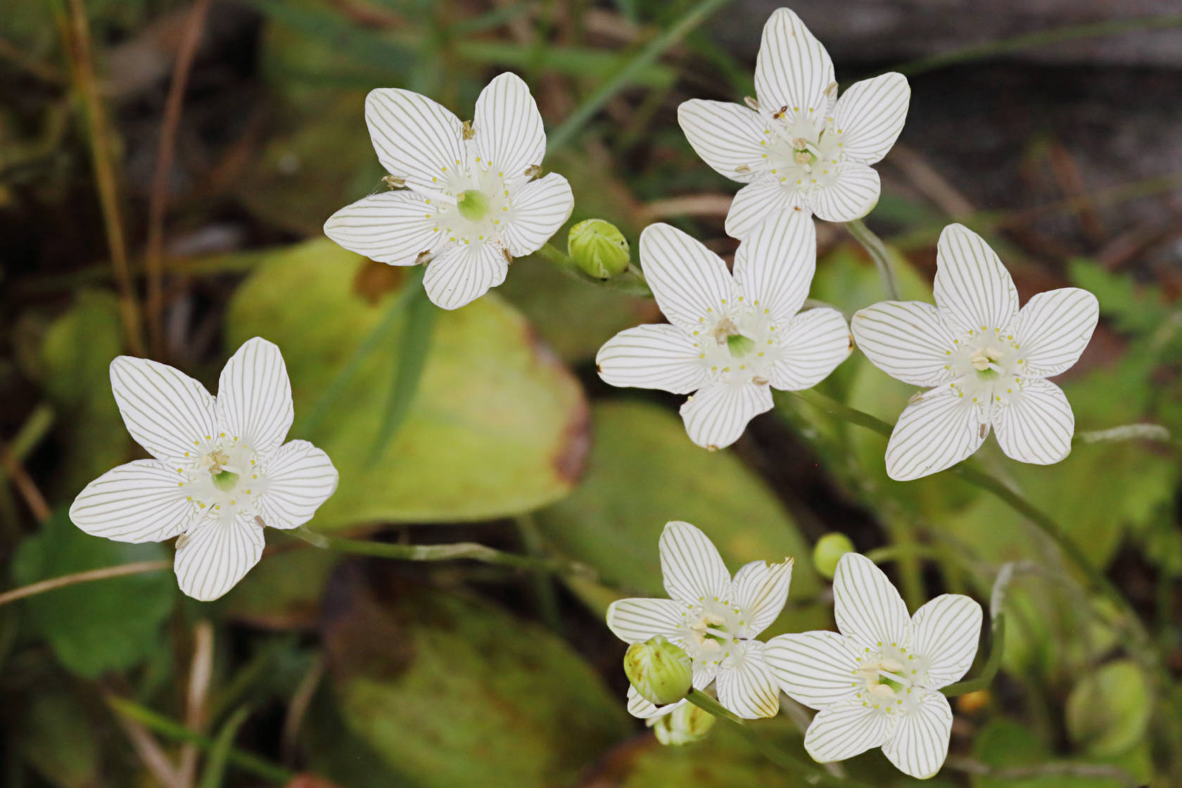 American Grass-of-Parnassus