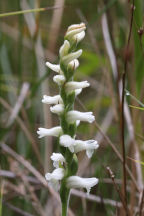 Nodding Ladies' Tresses