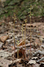 Autumn Coralroot