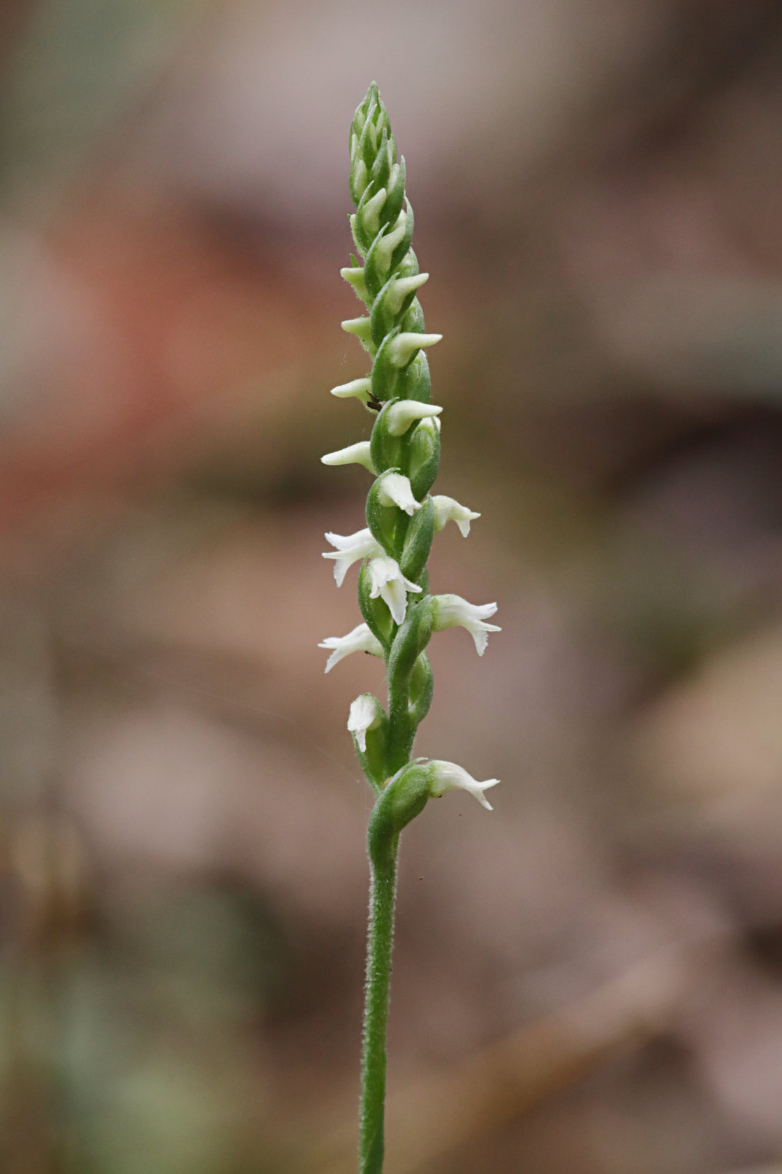 Northern Oval Ladies' Tresses