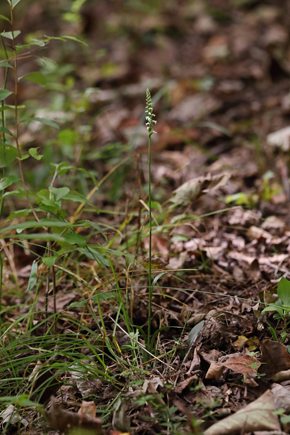 Northern Oval Ladies' Tresses