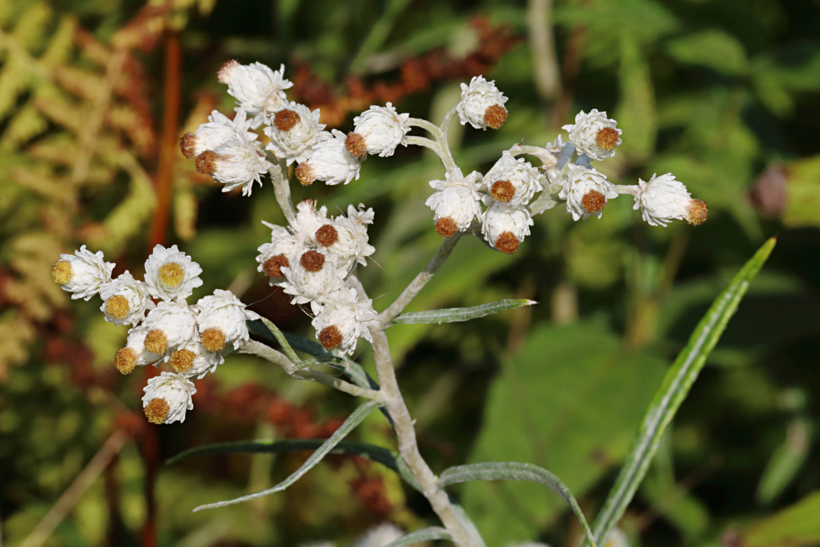 Pearly Everlasting