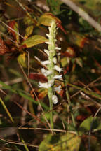 Yellow Ladies' Tresses