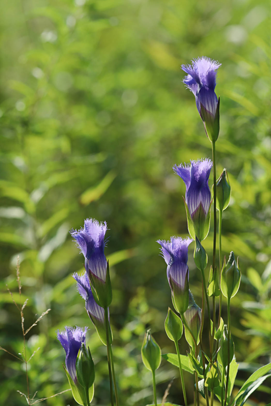 Greater Fringed Gentian