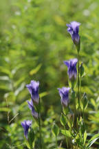 Greater Fringed Gentian