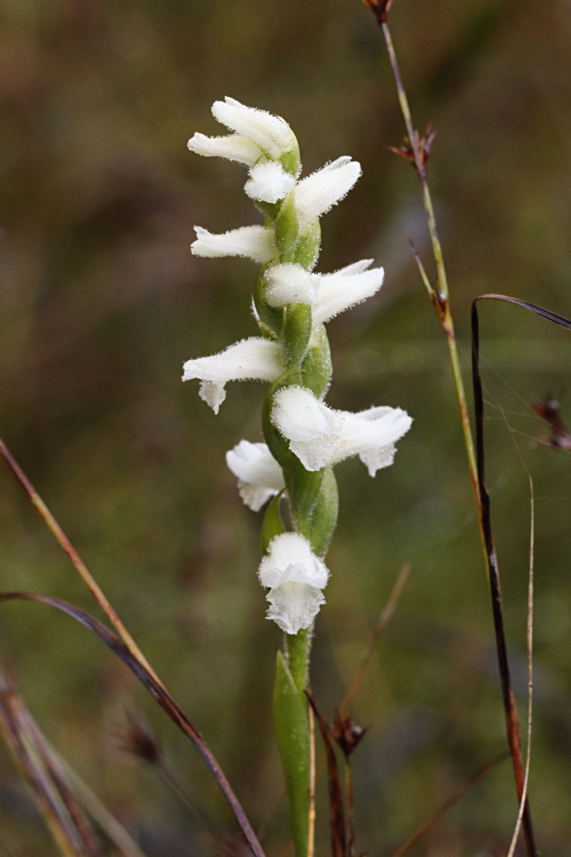 Nodding Ladies' Tresses