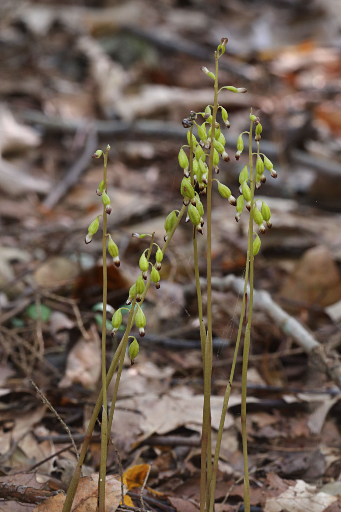 Autumn Coralroot