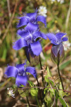 Greater Fringed Gentian