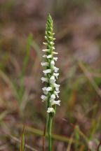 Yellow Ladies' Tresses