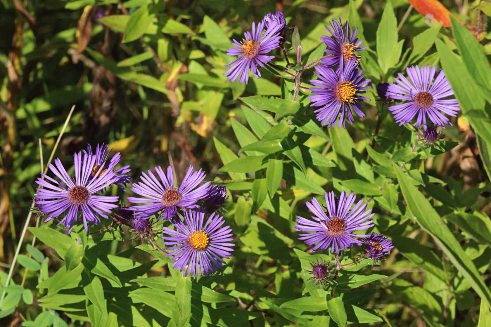 New England Aster