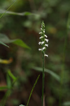 Northern Oval Ladies' Tresses