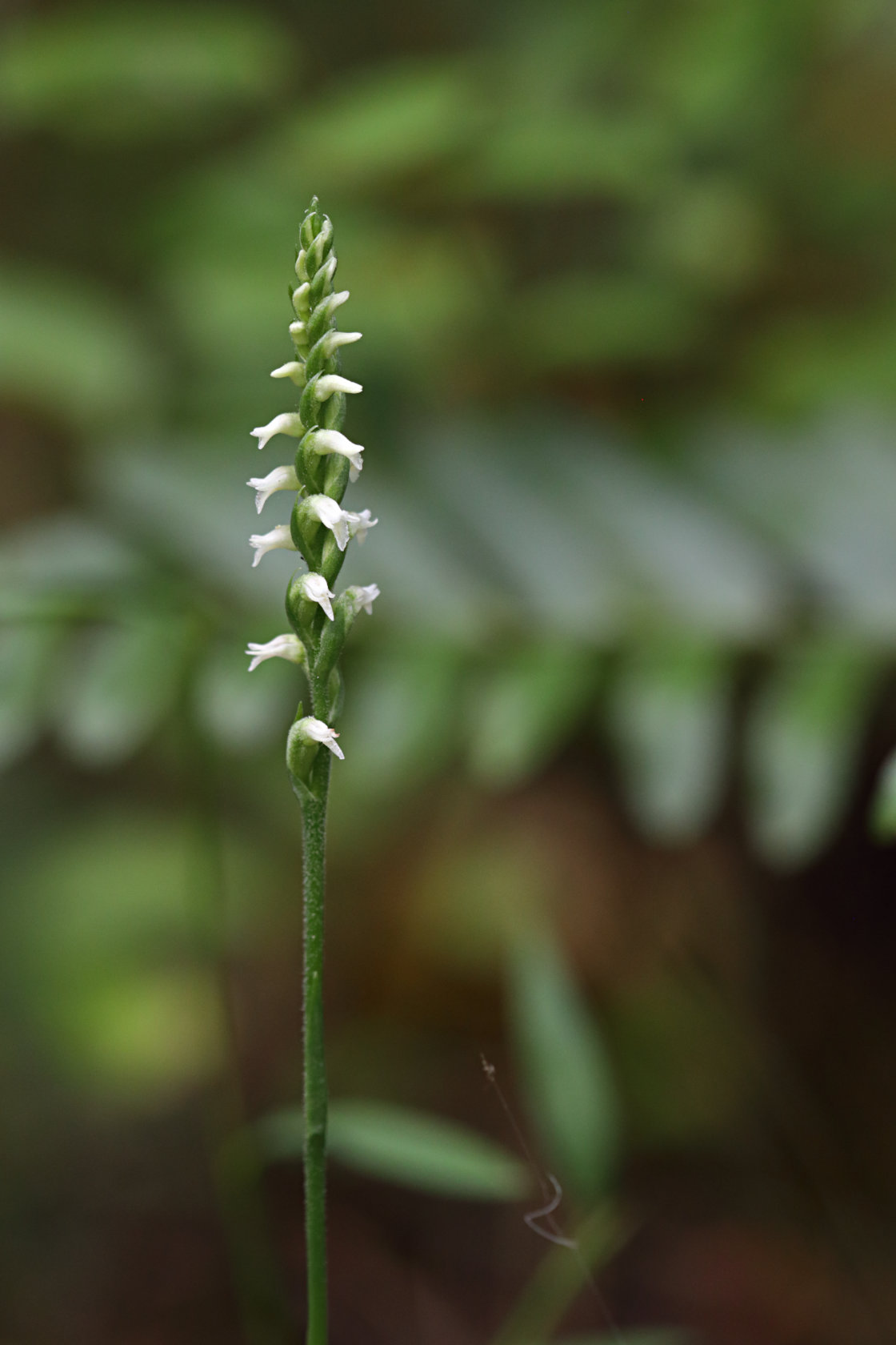 Northern Oval Ladies' Tresses