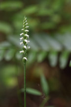 Northern Oval Ladies' Tresses