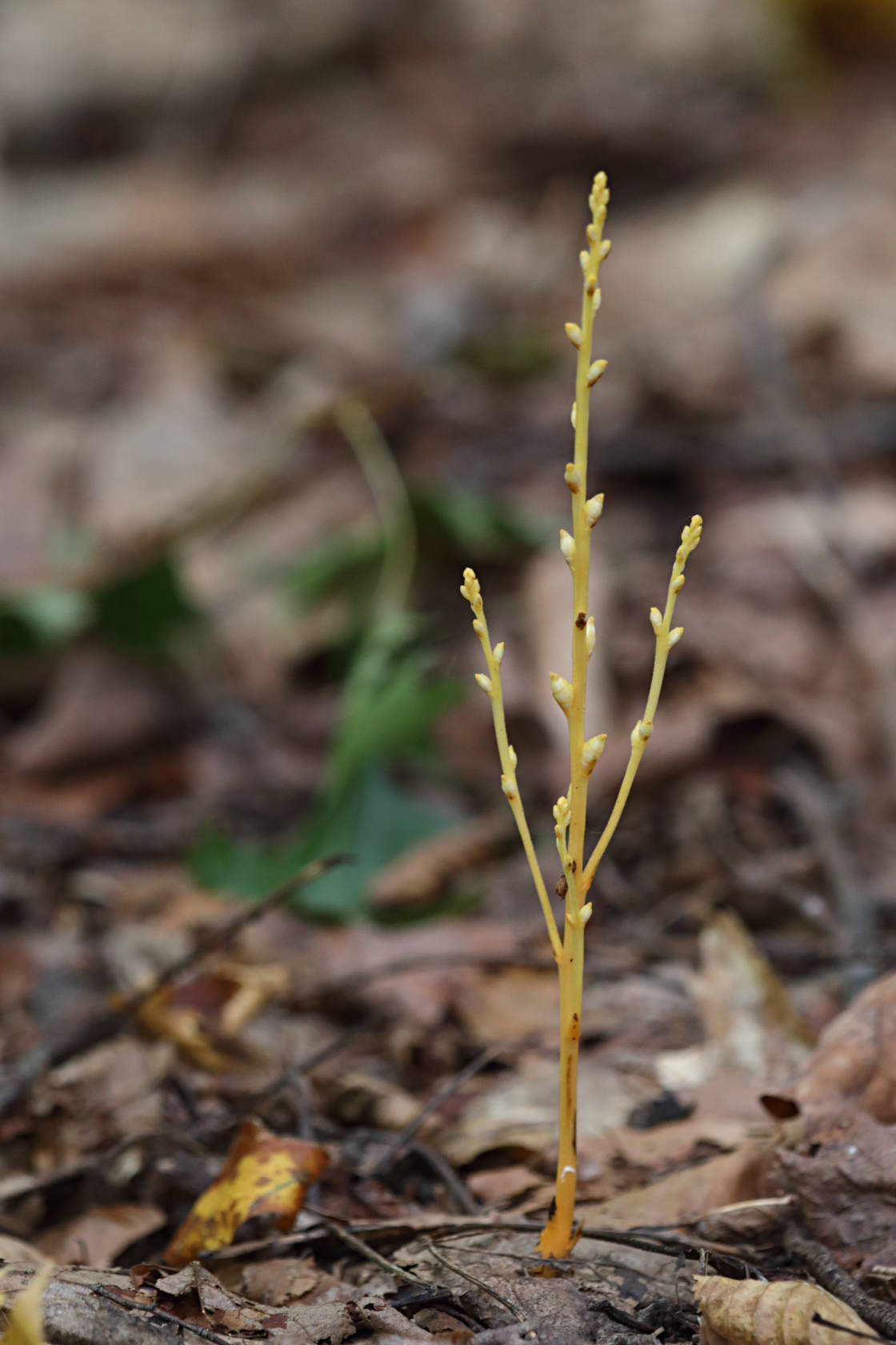 Beech Drops