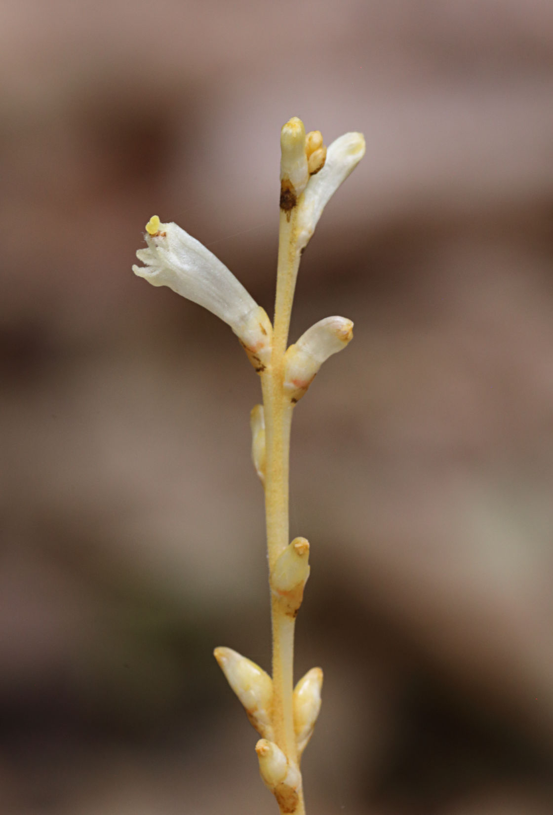 Beech Drops