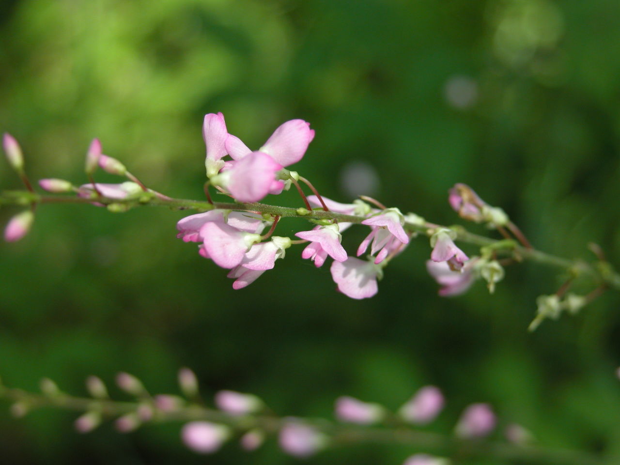 Bare-Stemmed Tick Trefoil