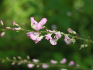 Bare-Stemmed Tick Trefoil