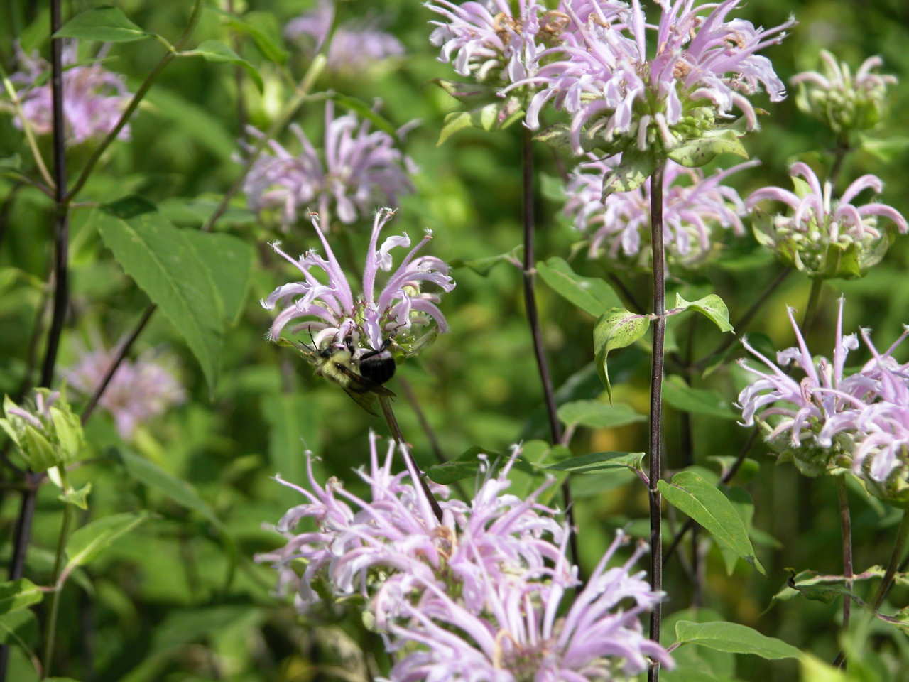 Wild Bergamot