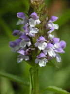 Selfheal